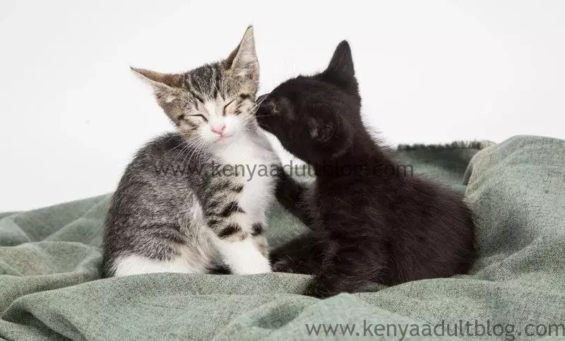 Cute Kenyan Kittens Playing