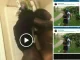 Tazvi Mhaka’s Girlfriend Pussy FUCKED By Garden Boy Doggie Style– VIDEO LEAKED